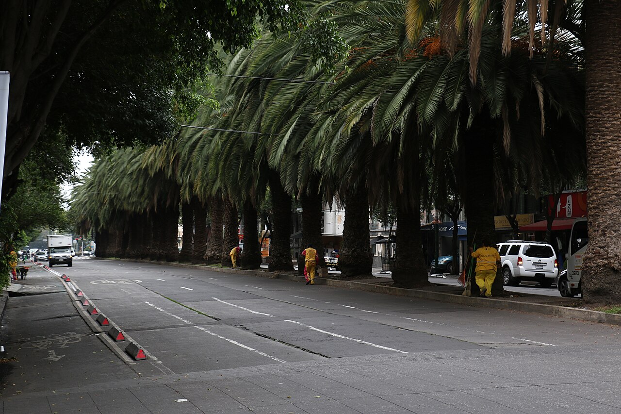 Palm trees lining a street in Roma Norte, Mexico City.